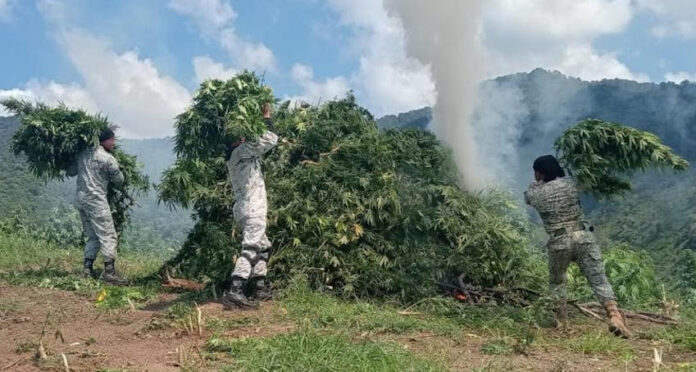 #Nacional Hallan plantíos de marihuana con extensión de 14,600 metros cuadrados; fueron cinco sembradíos los ubicados y destruidos por militares en el estado de Jalisco.