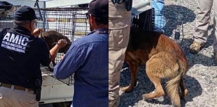 #Hermosillo Rescatan 30 caninos en cateo, por maltrato; se aseguró un inmueble que operaba como centro de adiestramiento y hotel para animales de compañía.