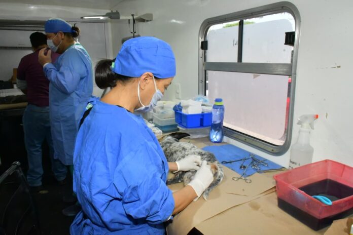 Rompe récord Ayuntamiento de Hermosillo en número de esterilizaciones de perros y gatos; la cifra que se registró fue de 15 mil 236 esterilizaciones en perros y gatos que supera a la del año 2024.