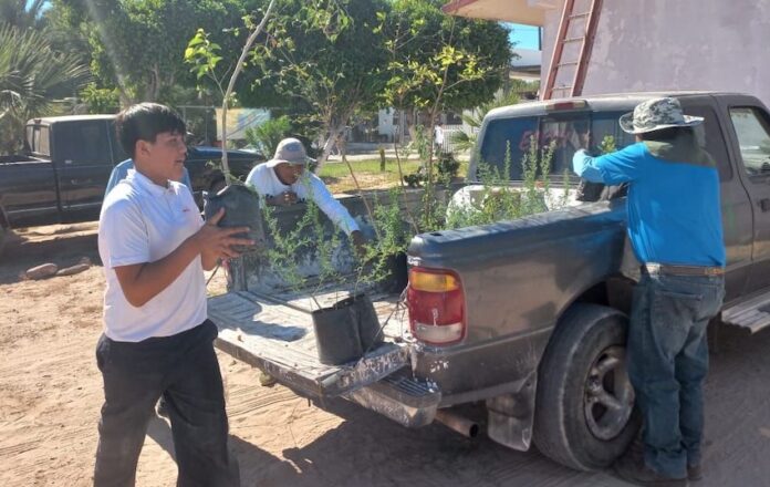 Recibe Ayuntamiento arbolitos en donación por parte del CBTA 132, los que serán utilizados para programas de forestación y reforestación en diferentes espacios públicos de la ciudad, así como en planteles educativos.