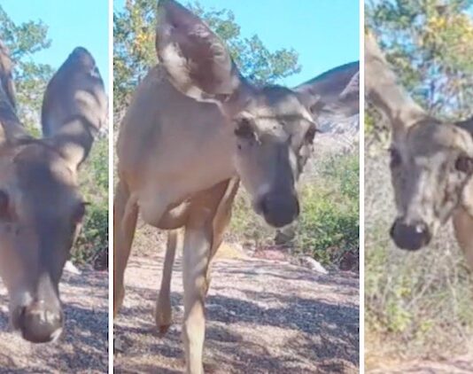 Peligra hábitat del venado cola blanca