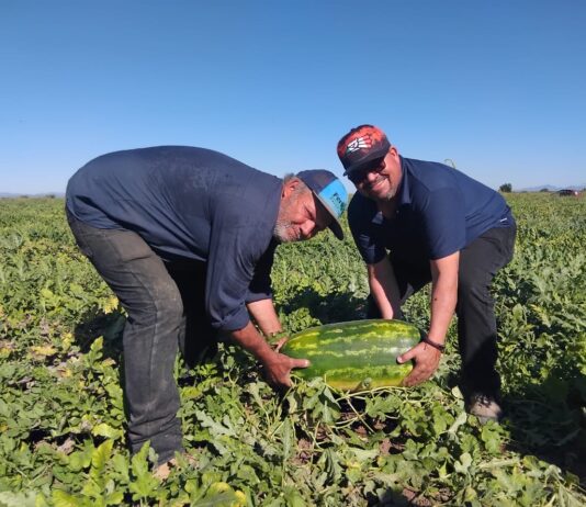 Pesó más de 20 kilos la sandía ganadora de concurso