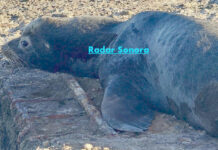 Bajo cuidado médico Lobo Marino encontrado fuera del mar en San Carlos