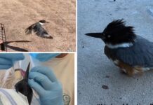 Rehabilitan ‘Pájaro Pescador’ tras vendarle un ala