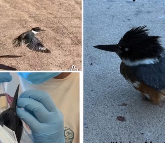 Rehabilitan ‘Pájaro Pescador’ tras vendarle un ala