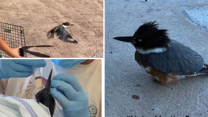 Rehabilitan 'Pájaro Pescador' tras vendarle un ala; luego de chocar contra un ventanal, en San Carlos.