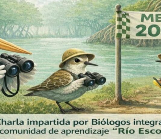 Invitan a recorrido de observación de aves migratorias en Guaymas