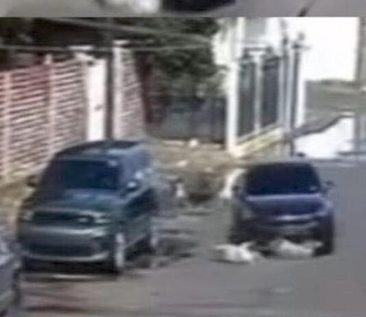 Investigan atropellamiento intencional de varios cachorritos