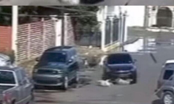 #Cananea Investigan atropellamiento intenciobal de varios cachorritos; los hechos ocurrieron el Año Nuevo, y fueron ampliamente difundidos en redes sociales.