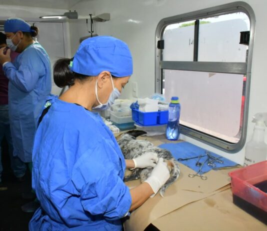 Invita Ayuntamiento de Hermosillo a aprovechar esterilizaciones gratuitas para perros y gatos