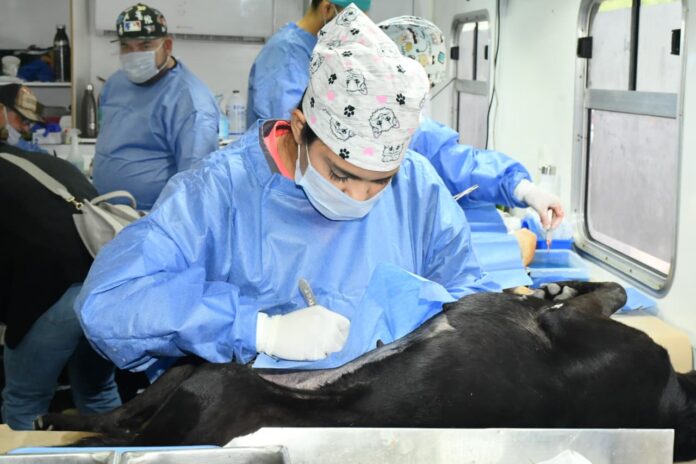 Tienen espacios disponibles en jornadas de esterilización gratuita del IMPBA; invitan a la ciudadanía a agendar cita durante el mes de enero.