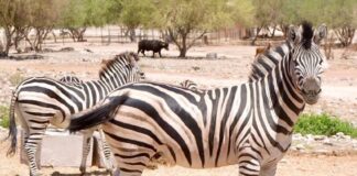 Gobernador Durazo transforma el Centro Ecológico con más especies, infraestructura renovada y mayor afluencia