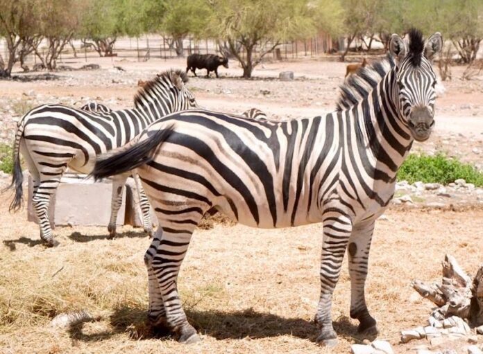 Gobernador Durazo transforma el Centro Ecológico con más especies, infraestructura renovada y mayor afluencia; el último año ha aumentado la afluencia de 17 mil 82 asistentes en enero de 2025 a 39 mil 744 en enero de 2026, reflejando la confianza ciudadana y el renovado atractivo del Centro Ecológico como un espacio de convivencia, aprendizaje y preservación de la biodiversidad.