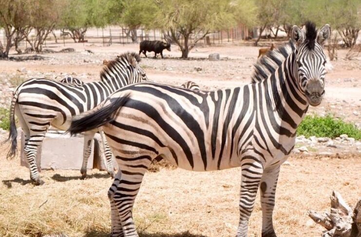 Gobernador Durazo transforma el Centro Ecológico con más especies, infraestructura renovada y mayor afluencia