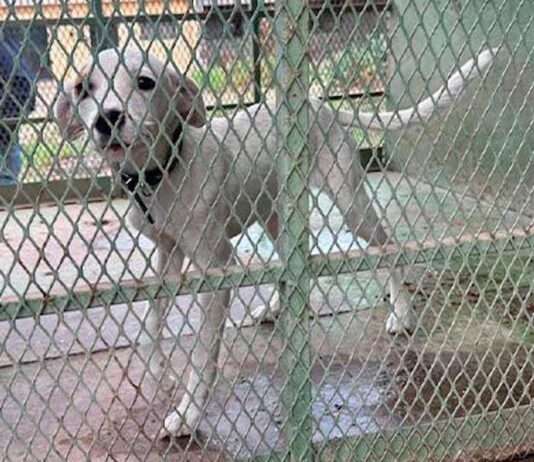 Rescatan a cachorrito en condiciones de abandono