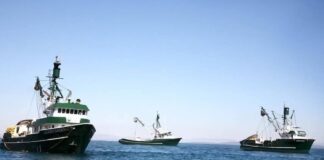 Demandan reducir periodo de pesca a barcos sardineros