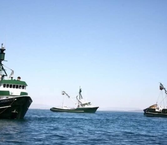 Demandan reducir periodo de pesca a barcos sardineros