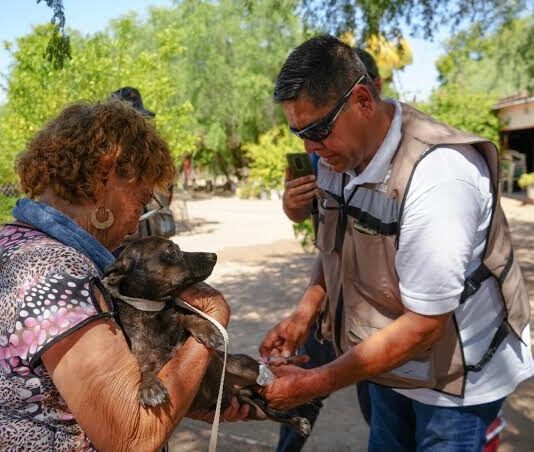 Detectar a tiempo y limpiar el entorno puede salvar vidas ante la rickettsiosis