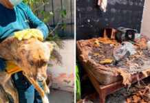 Rescatan en Guaymas siete cachorritos en condiciones de maltrato