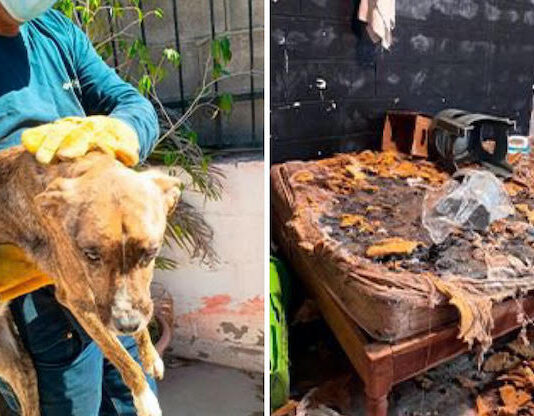 Rescatan en Guaymas siete cachorritos en condiciones de maltrato