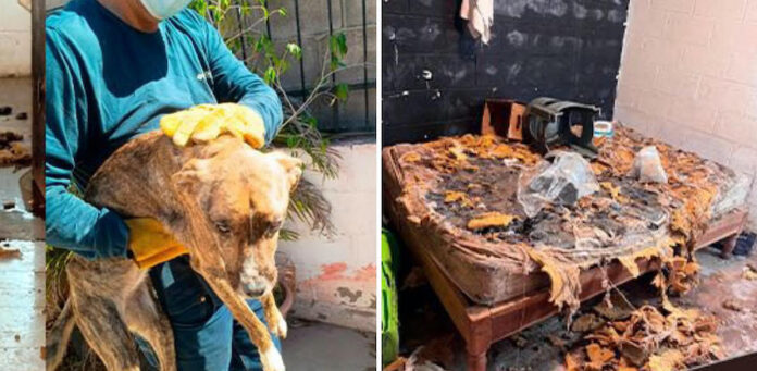 #Guaymas Rescatan en Guaymas siete cachorritos en condiciones de maltrato; cateo judicial llevado a cabo en la colonia Misión del Sol, de la zona norte de la ciudad.