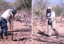 Hallan osamentas humanas en el ejido ‘Felipe Ángeles’