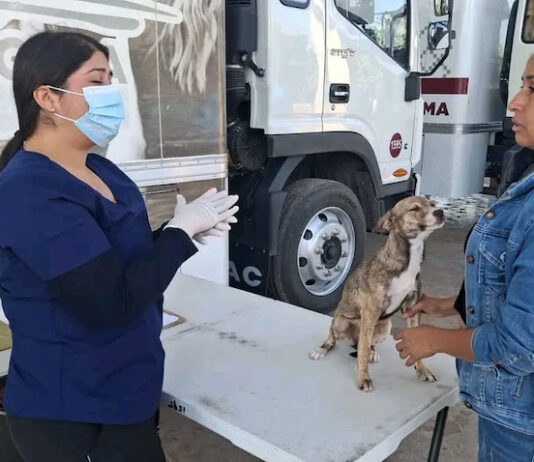 Vigilar síntomas y mantener limpio el hogar puede salvar vidas ante la rickettsiosis