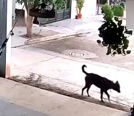 Detenido por crueldad y maltrato animal