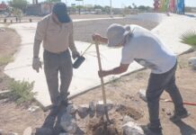 Ecología Municipal realiza jornada de forestación en camellones de bulevares