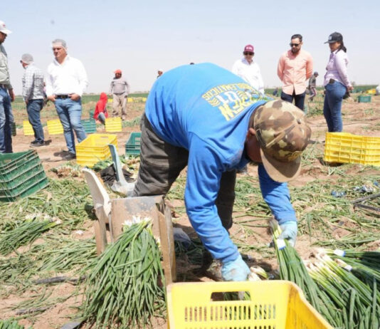 Impulsan producción hortícola de exportación en San Luis Río Colorado