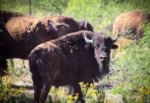 Gobernador Durazo y Gobierno de México fortalecen la conservación del bisonte en Sonora
