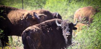 Gobernador Durazo y Gobierno de México fortalecen la conservación del bisonte en Sonora