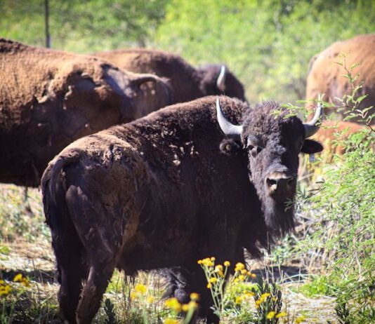 Gobernador Durazo y Gobierno de México fortalecen la conservación del bisonte en Sonora