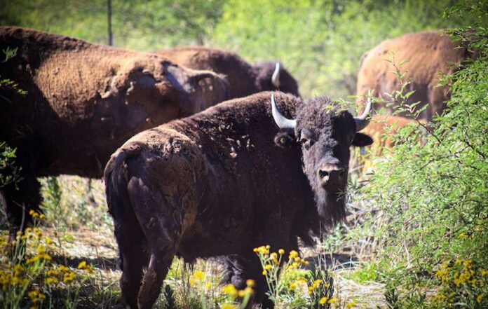 Gobernador Durazo y Gobierno de México fortalecen la conservación del bisonte en Sonora; el proyecto contempla la presencia de 29 bisontes, de los cuales 10 son machos, y 19 son hembras.