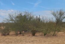 ‘Guerreras’ encuentran más restos humanos en el valle