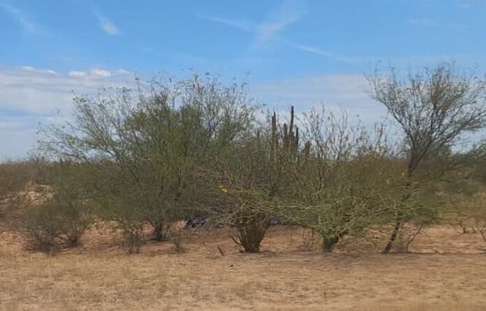 : ‘Guerreras’ encuentran más restos humanos en el valle; jornada de este día miércoles la estuvieron llevando a cabo en un predio del ejido Mi Patria es Primero.