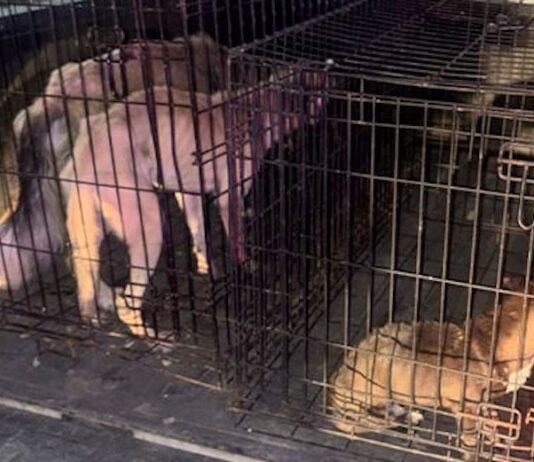En Prado Bonito rescatan tres cachorros por crueldad y maltrato animal