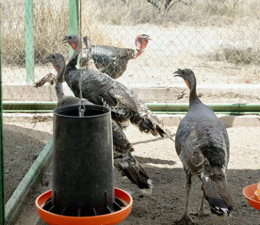 Impulsan conservación y repoblamiento del guajolote con la Universidad de la Sierra