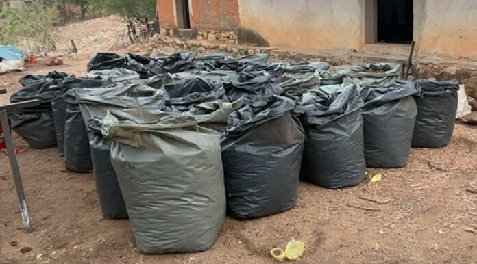 Aseguran más de median tonelada de marihuana; droga localizada por federales en bolsas negras para la basura.