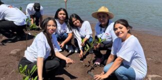 Estudiantes del Conalep participan en campaña de reforestación de manglares