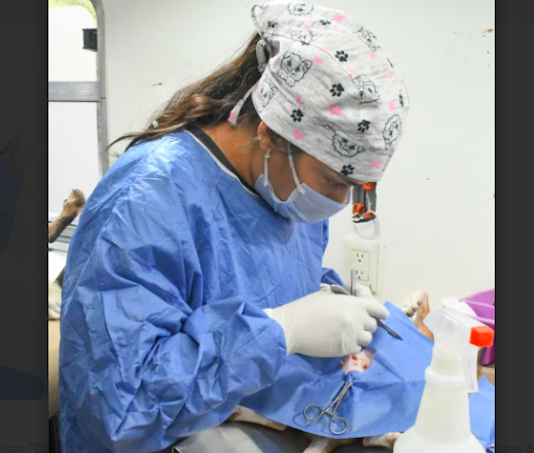 Gobierno de Hermosillo mantendrá en mayo esterilizaciones gratuitas para perros y gatos