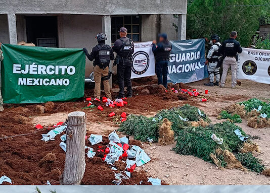 Aseguran invernadero con más de 800 plantas de marihuana