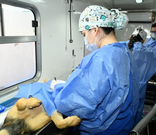 Anuncia Gobierno de Hermosillo jornadas de castraciones a perros y gatos para este mes de junio