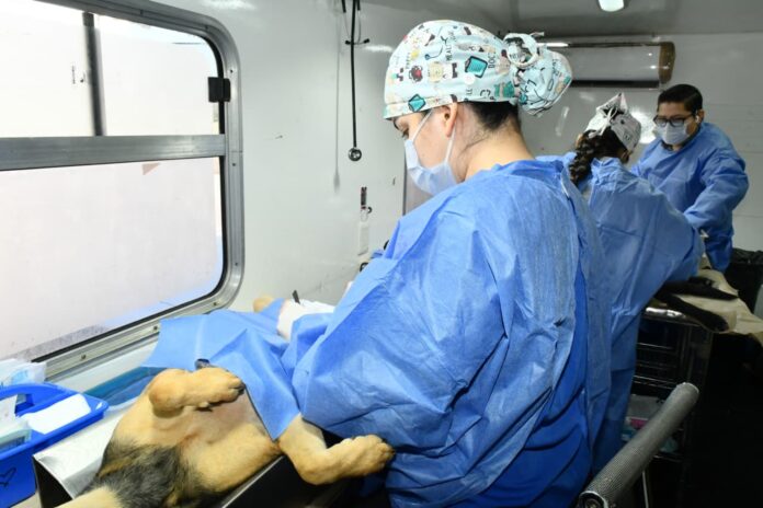 Anuncia Gobierno de Hermosillo jornadas de castraciones a perros y gatos para este mes de junio; las intervenciones quirúrgicas forman parte del esfuerzo permanente para combatir la sobrepoblación de animales en desamparo.