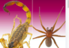 Recomiendan prevenir picaduras de arañas y alacranes