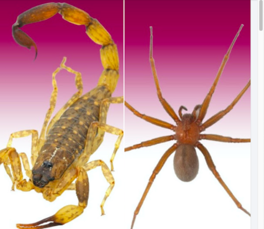 Recomiendan prevenir picaduras de arañas y alacranes