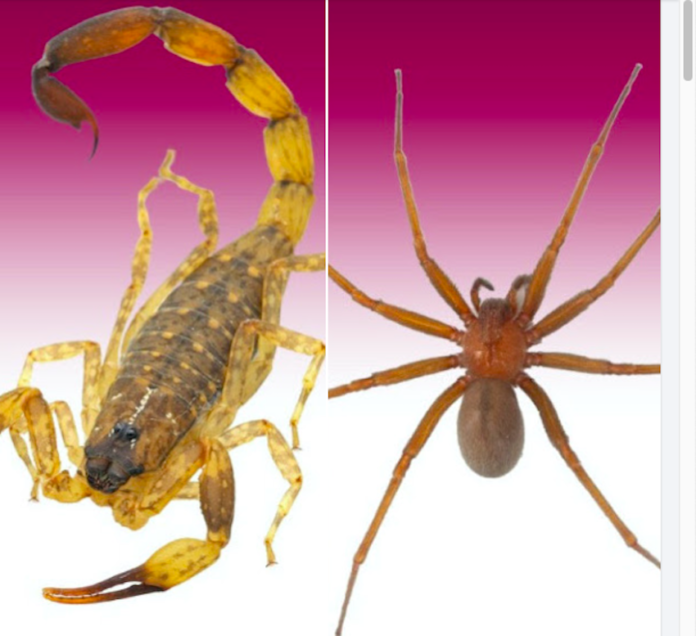 Recomiendan prevenir picaduras de arañas y alacranes; llaman a la población a mantener medidas preventivas dentro del hogar para evitar accidentes.