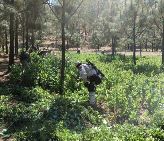 Destruyen 5 plantíos de amapola en Nayarit