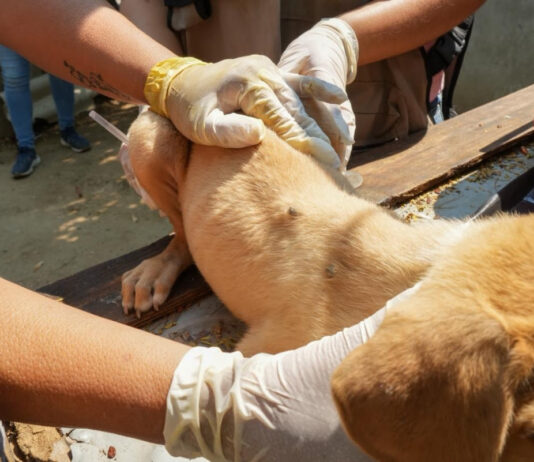 Refuerzan acciones preventivas contra la Rickettsia