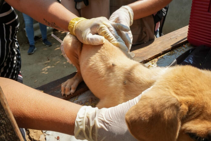 Refuerzan acciones preventivas contra la Rickettsia; mediante estrategias epidemiológicas y comunitarias enfocadas en la protección de la salud de las familias sonorenses.